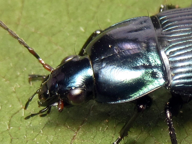 Carabidae: Poecilus versicolor